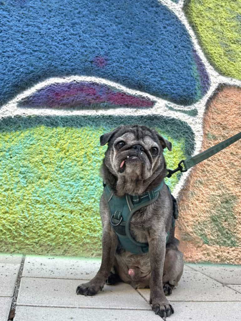 dog sitting by a mural